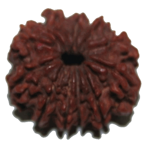 12 Mukhi Rudraksha